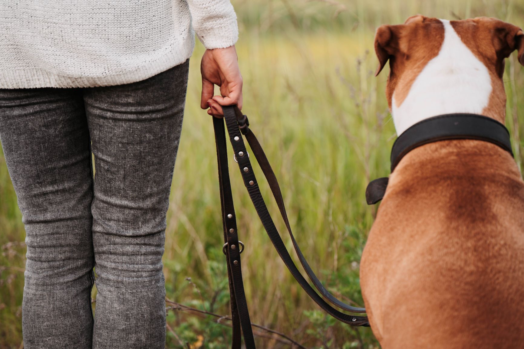 sachkundenachweis hund nrw online üben