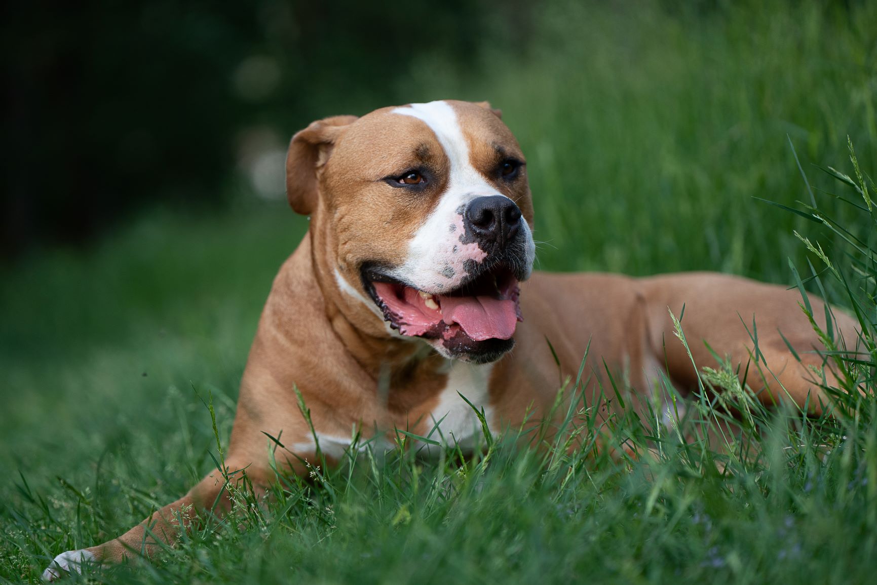 American Bulldog